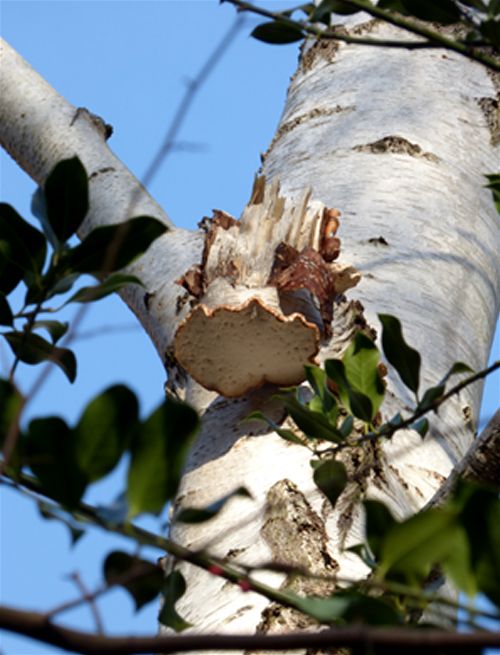 A mature bracket 10-12m up a living silver birch in Hockley Woods, Essex